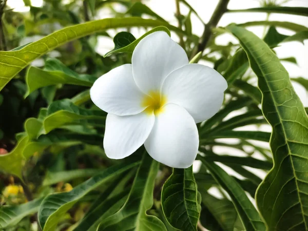 Krásná Bílá Plumeria Květ Jeho Keři — Stock fotografie