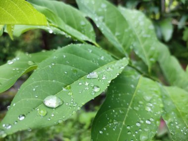 Su damlalarının örtülü yaprakları. Görüntü yağmurdan sonra sabah çekilmiş, böylece yağmur damlaları yaprağa daha fazla güzellik katıyor..