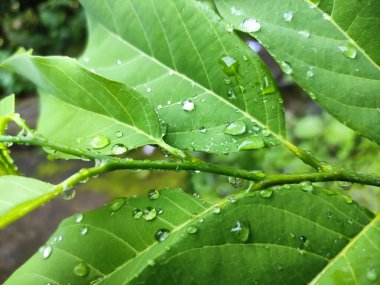 Su damlalarının örtülü yaprakları. Görüntü yağmurdan sonra sabah çekilmiş, böylece yağmur damlaları yaprağa daha fazla güzellik katıyor..