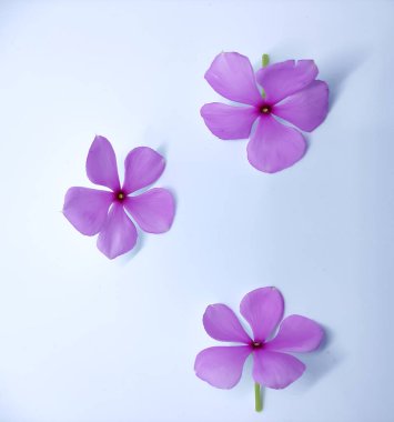 Beyaz arka planda üç pembe vinka çiçeği 