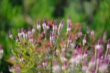 Boroco veya Celosia argentea Linn.