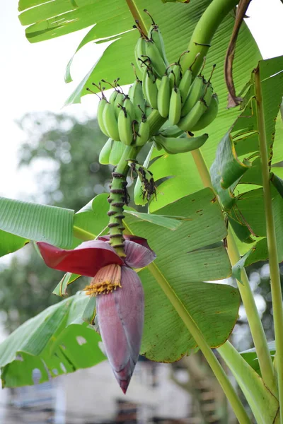 Muz çiçeği - Muz ağacındaki muz salkımının ucundaki gözyaşı şeklindeki mor çiçeğe muz kalbi denir..