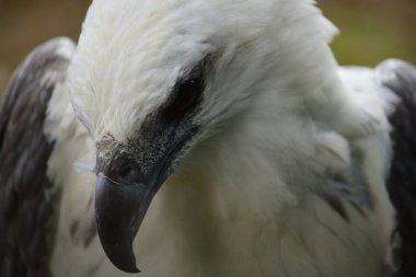 Deniz Kartalı - Beyaz Göbekli Deniz Kartalı 'nın detaylarını kapat