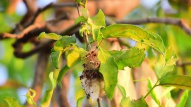 Prinia inornata (Prinia inornata) - pirinç tarlalarında küçük kuşlar, ağaç gövdelerinde kuşlar. Ağaçlardaki yuvalarda saklanan küçük kuşlar.