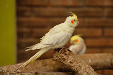 Bronzeflet Cockatiel - Cockatiel kuşunun ayrıntılarını kapat