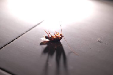 Hamamböceği - Hamamböceğinin detaylarını yerde ters çevirin