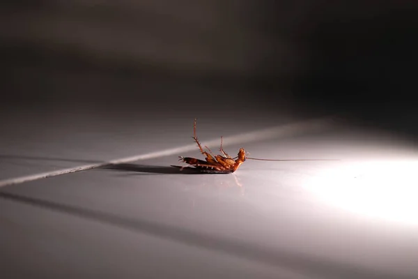 Hamamböceği - Hamamböceğinin detaylarını yerde ters çevirin