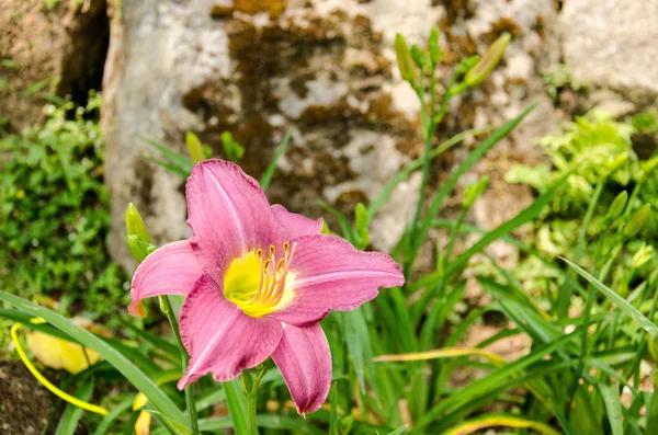 Uma flor roxa — Fotografia de Stock