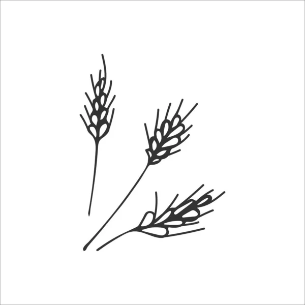 Hand Drawn Spikelets Wheat Isolated White Background Symbol Gratitude Harvest — Stock Vector