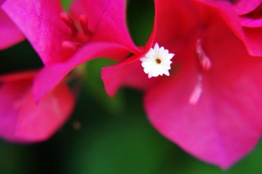 Çiçek açan pembe çiçek, yakın plan.