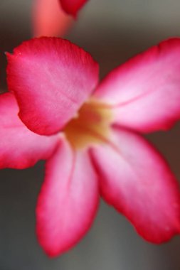 Güzel çiçek kırmızı çiçek makrosu.                                   