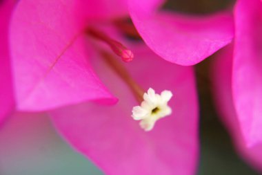 Muhteşem bougainvillea çiçeği yakın çekim makrosu                                      