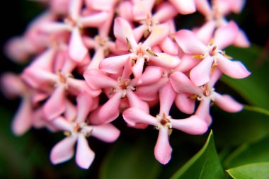 Kapalı iğne pembe çiçek                                       