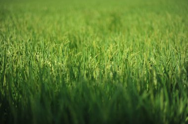 yeşil yaprak pirinç taneleri alanındaki üretmek için büyümek 