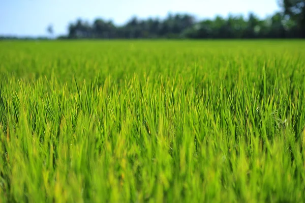 Grönt blad ris växer upp att producera spannmål i fältet — Stockfoto