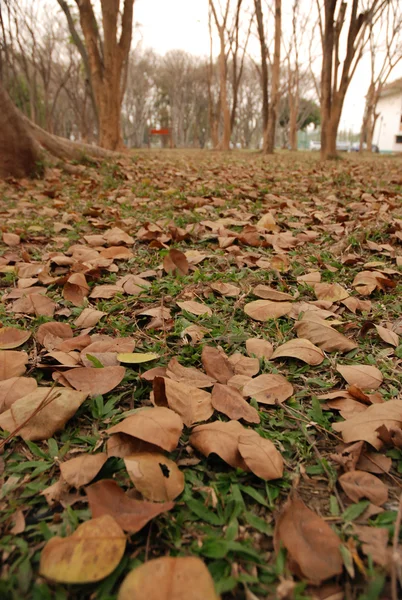 The dry leaf are fall on the floor — Stock Photo, Image