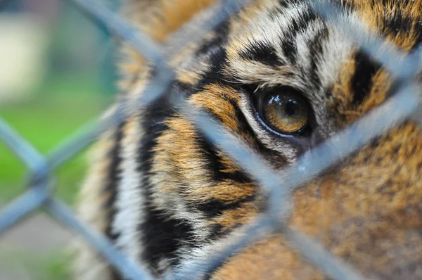 Los ojos del tigre miran pasar red de acero — Foto de Stock