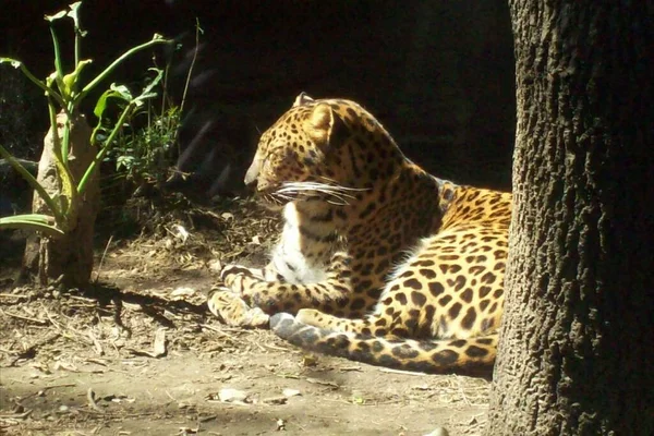 Leopardo Chapultepec Mexiko — Stockfoto