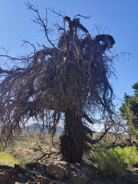 Son anlarını yaşayan çam ağacı neredeyse ölüyordu..