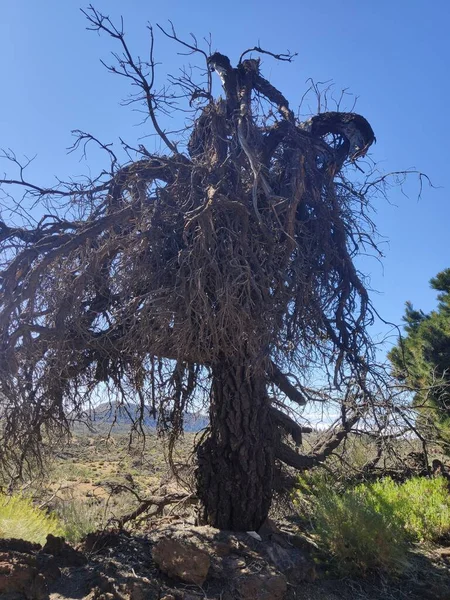 Son anlarını yaşayan çam ağacı neredeyse ölüyordu..