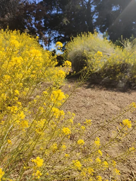 Żółte Kwiaty Pod Słońcem — Zdjęcie stockowe