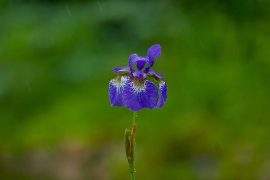 Mavi süsen yağmurda