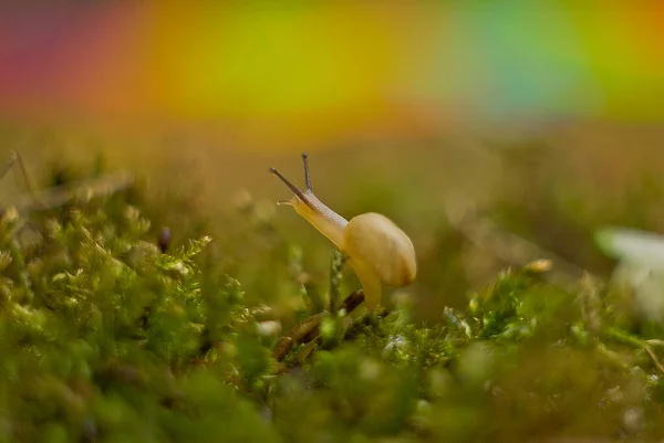 Eine Schnecke Moos — Stockfoto