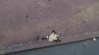 Karıncalar ve larvalar