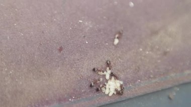 Karıncalar ve larvalar