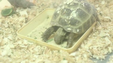 yeme terrarium 8 kaplumbağa