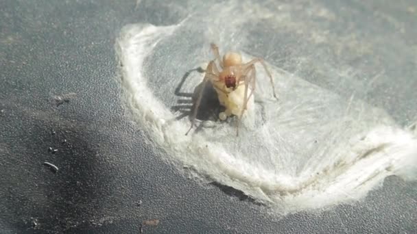 Araña protege la nidada de huevos — Vídeo de stock