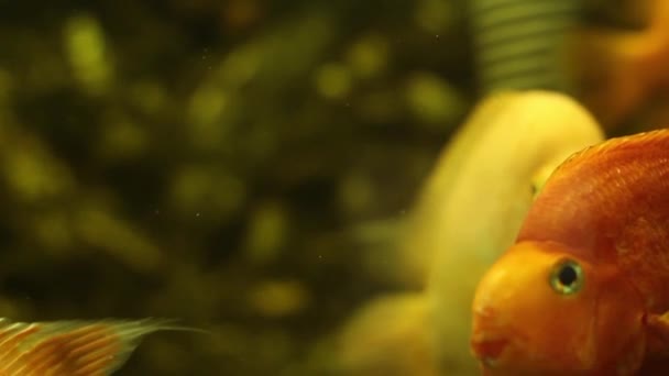 Рыбка 1 золотая рыбка смотрит в камеру — стоковое видео