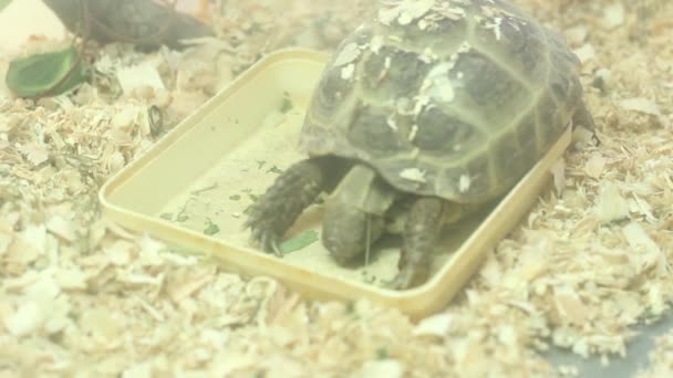 terrarium 8 manger des tortues 