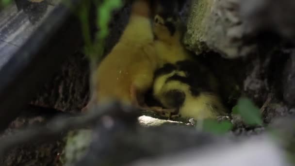 Ducklings hiding behind the wheel — Stock Video