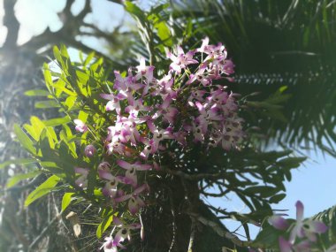 Ağacın altında güneşlenirsin