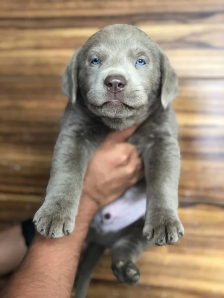 Labrador Retriever Gris Extico Cachorro Meses Edad — Foto Stock