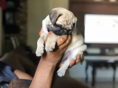 Pug cervato 2 meses de edad cachorro  clipart