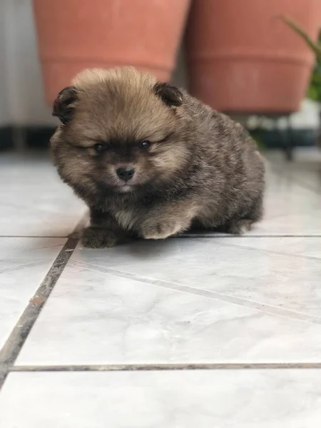 Pomerania Cachorro Minica Meses Edad — ストック写真