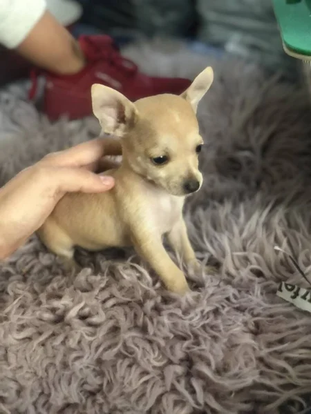 Chihuahua Cachorro Miniatura Cabeza Manzana — Stockfoto