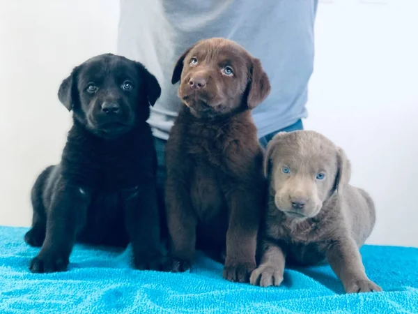 Labradores Retriever Tres Kleurt Chocolade Gris Negro — Stockfoto
