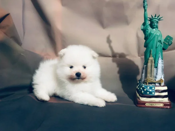 Pomerania Cachorro Miniatura Meses Edad — Zdjęcie stockowe