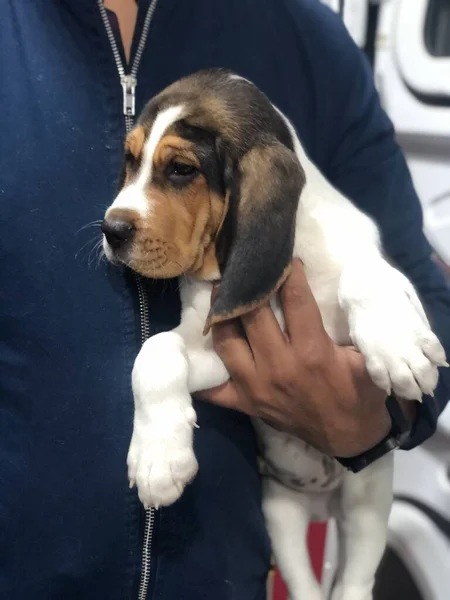 Beagle Cachorro Meses Edad — стоковое фото