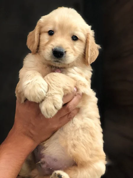 Golden Retriever Bebe Meses Edad — Photo