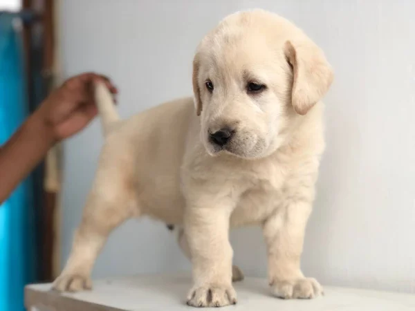 Cachorro Labrador Retriever Meses Edad —  Fotos de Stock