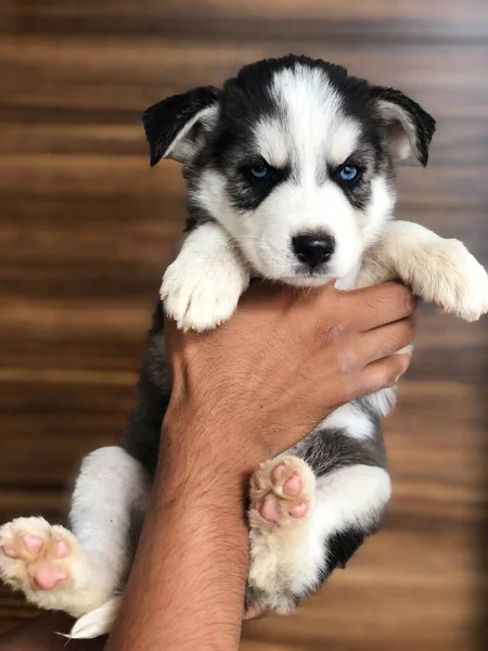 Cachorro Husky Siberiano Meses Edad Manto Negro — стоковое фото