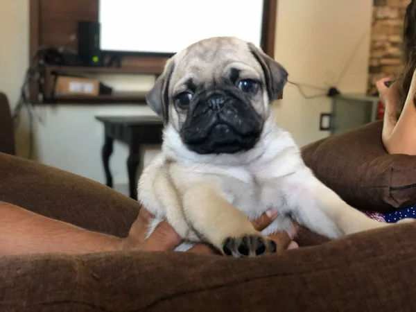 Kachorro Pug Meses Edad — Stok fotoğraf