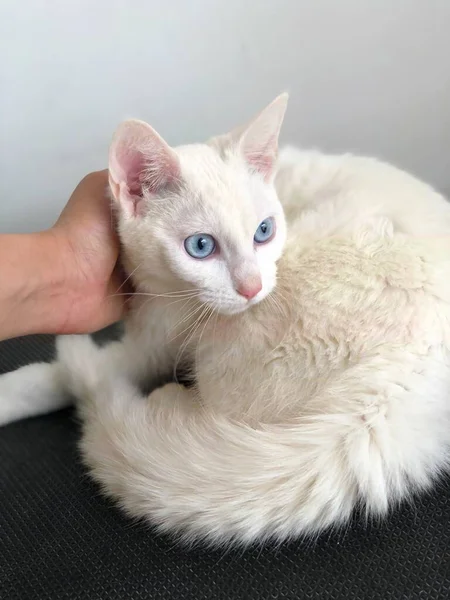 Gato Blanco Raza Khao Mane — 스톡 사진