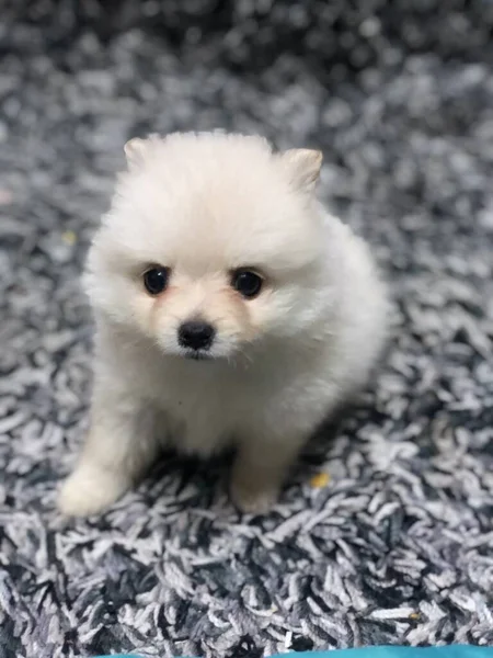 Pommeren Cachorro Miniatura Meses Edad — Stockfoto