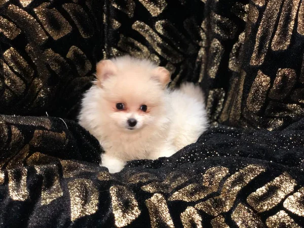 Pomerania Cachorro Miniatura Meses Edad — 스톡 사진