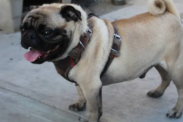 Adorable Pug Yeyo — Photo